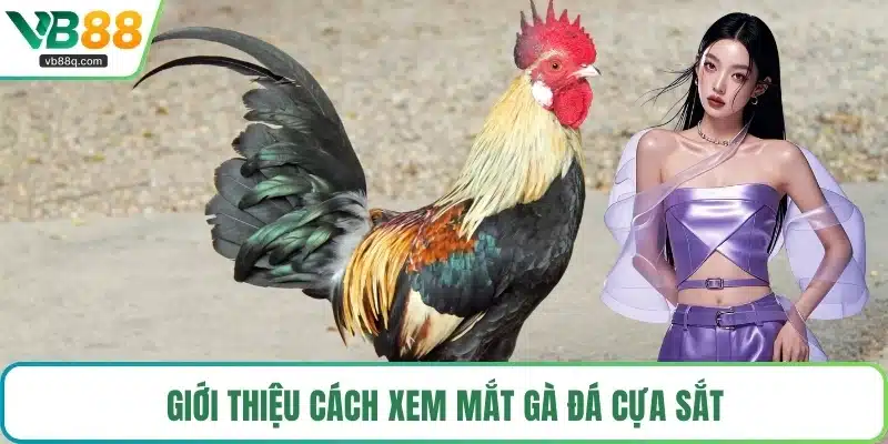 Giới thiệu cách xem mắt gà đá cựa sắt